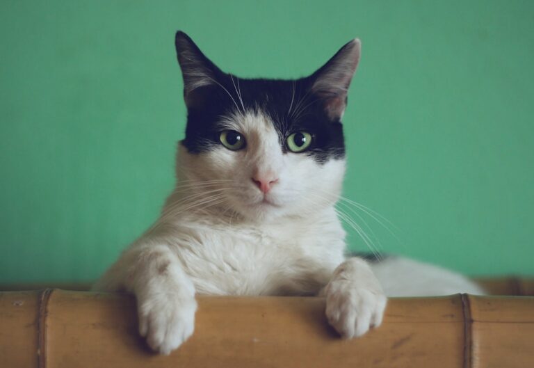 Gray tabby cat with yellow eyes