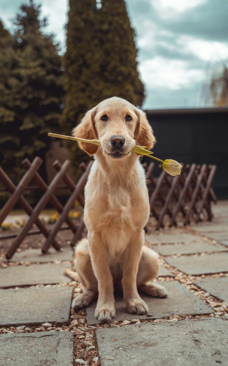 Golden retriever puppy sitting
