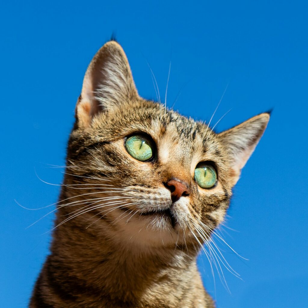Gray cat looking up