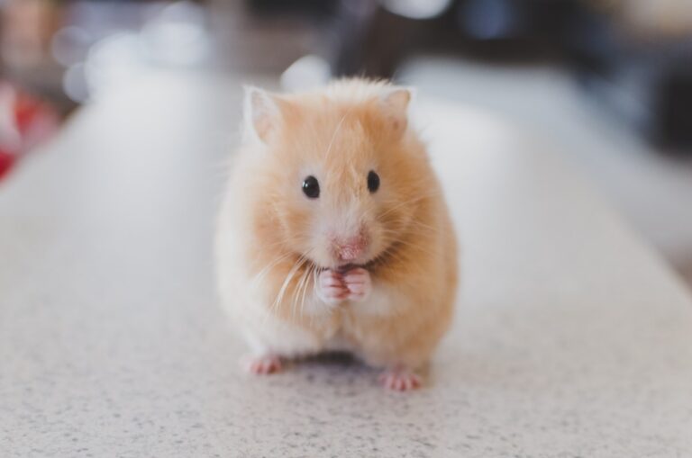 Hamster eating a seed