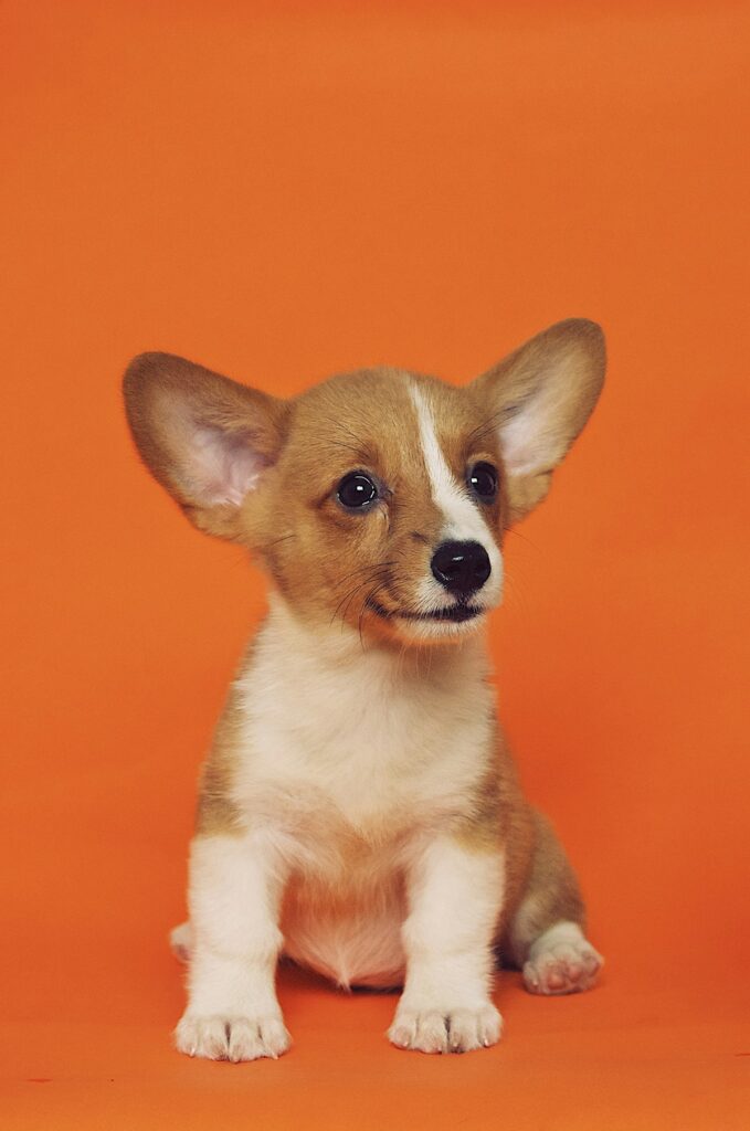Brown dog tilting its head