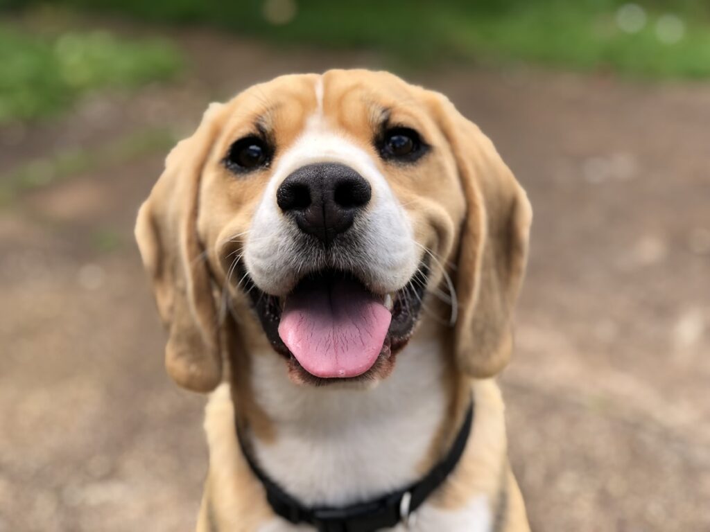 Happy brown dog running outdoors