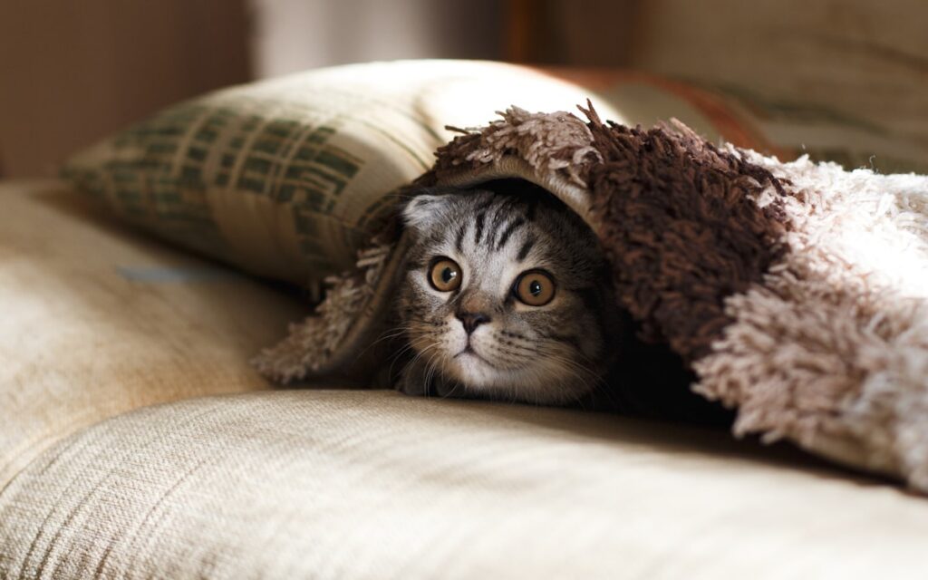 Orange tabby cat lying down