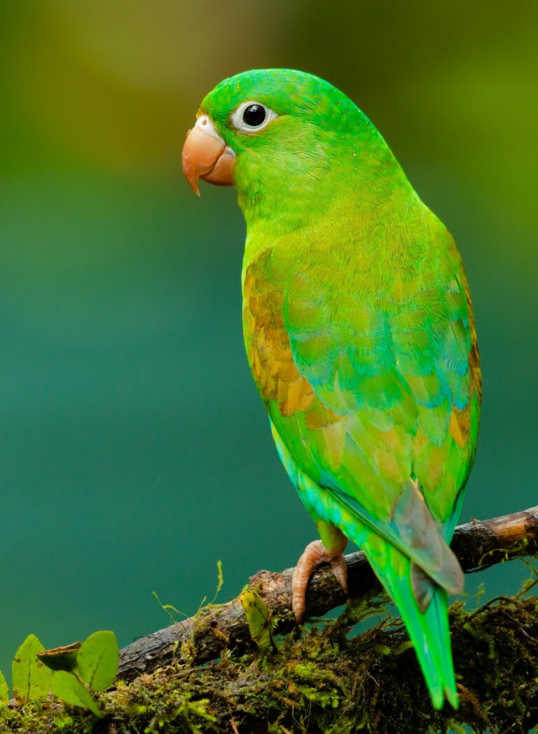 Colorful parakeet perched on a branch