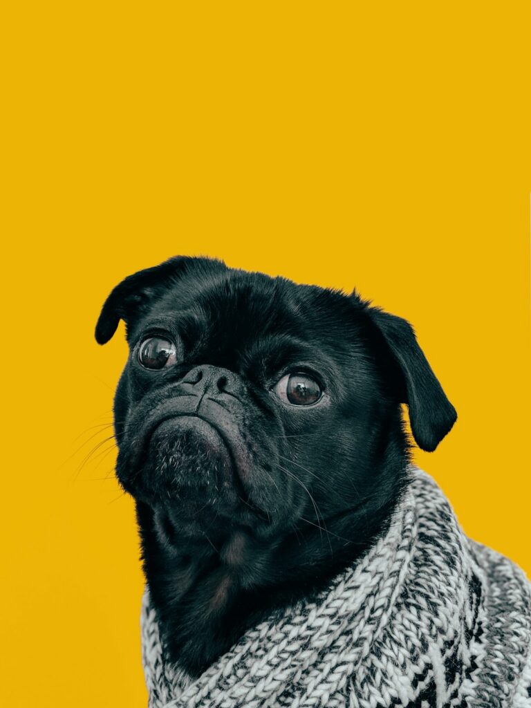 Pug wrapped in a blanket