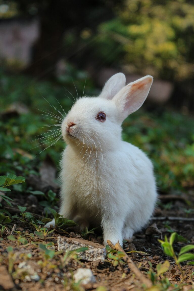 White and brown rabbit sitting in grass