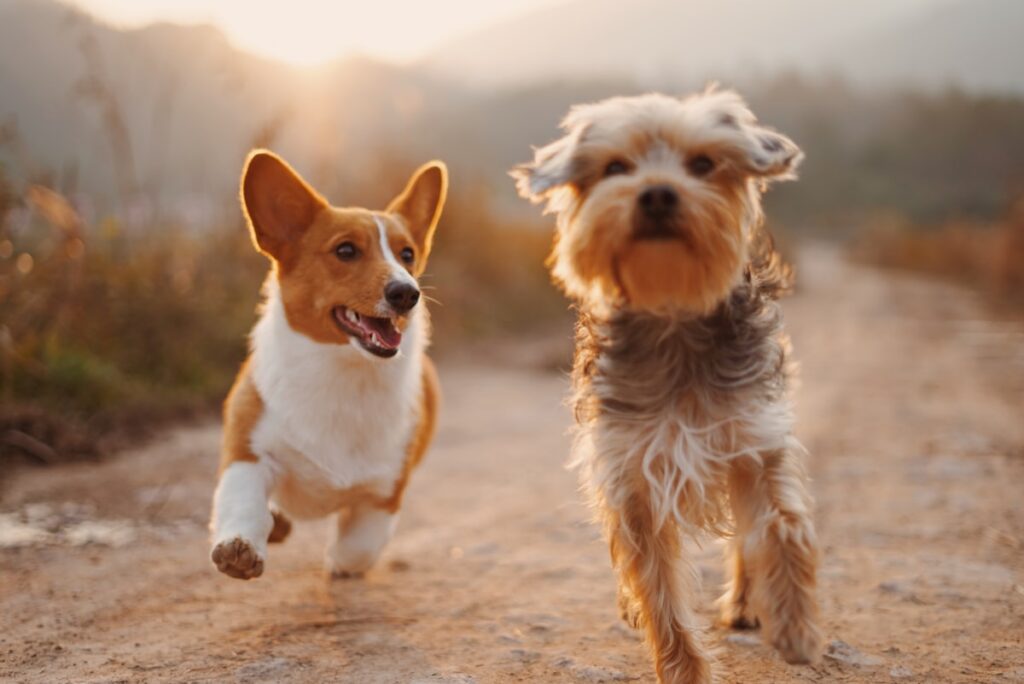 Two dogs running on a path