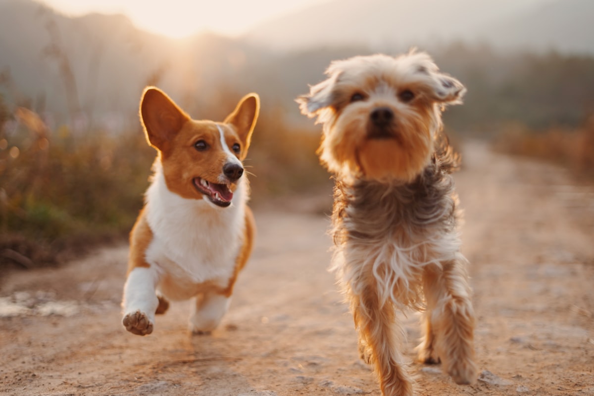 Two dogs running on a path