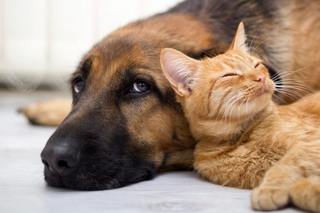 Dog and cat resting together